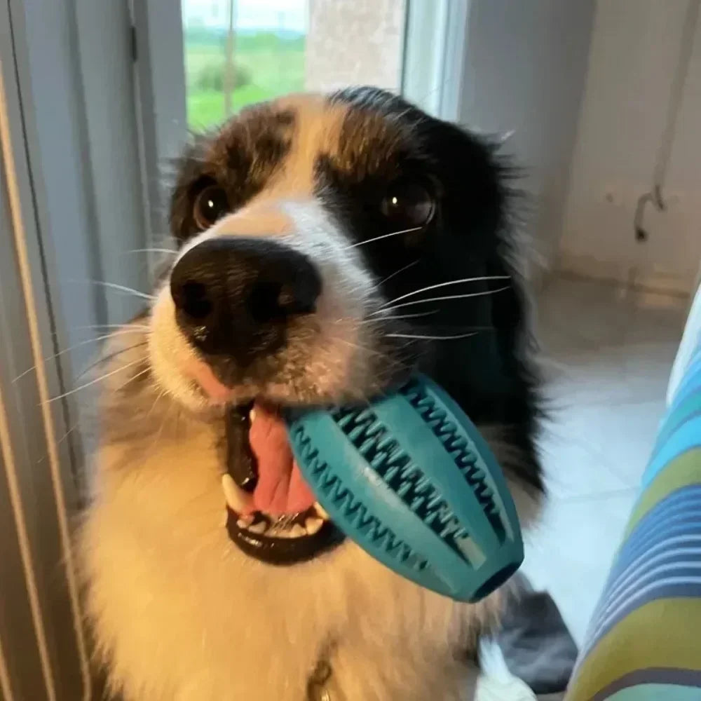 The ChewIQ – Natural Rubber Treat Dispensing Chew Ball for Dogs